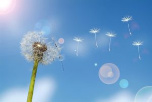 dandelion flowing in the wind