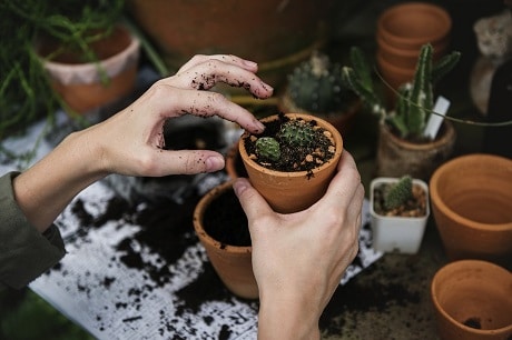 gardening in pots