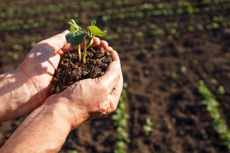 hands holding soil with a green plant